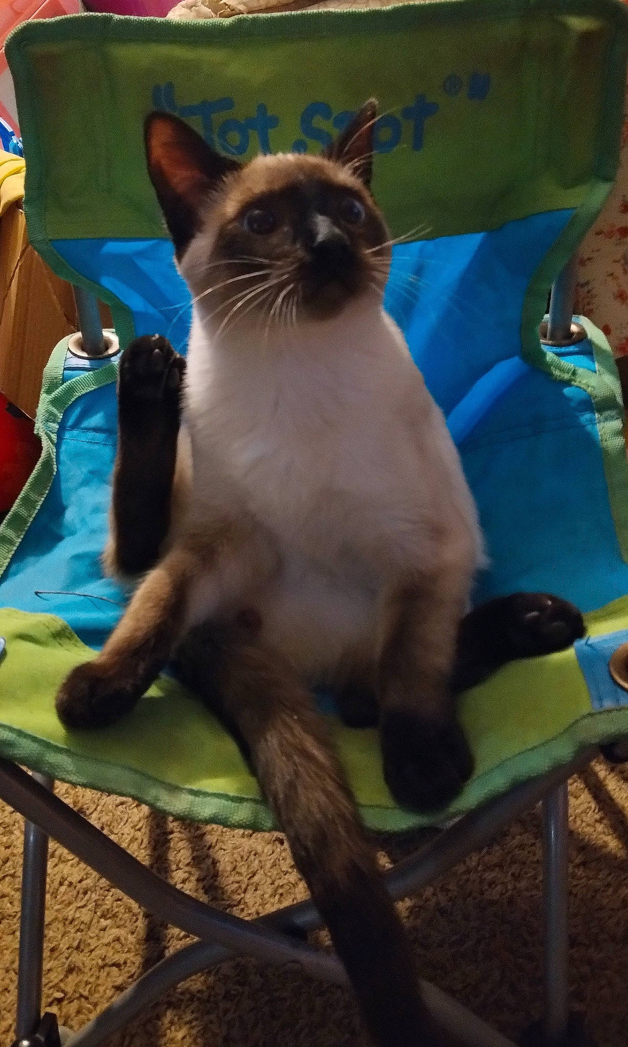 Karma is registered to the contest to win money with this photo: balinese, carnivore, cat, chair, domestic_short_haired_cat, fawn, felidae, fur, grass, leisure, siamese, sitting, small_to_medium_sized_cats, snout, tail, thai, whiskers