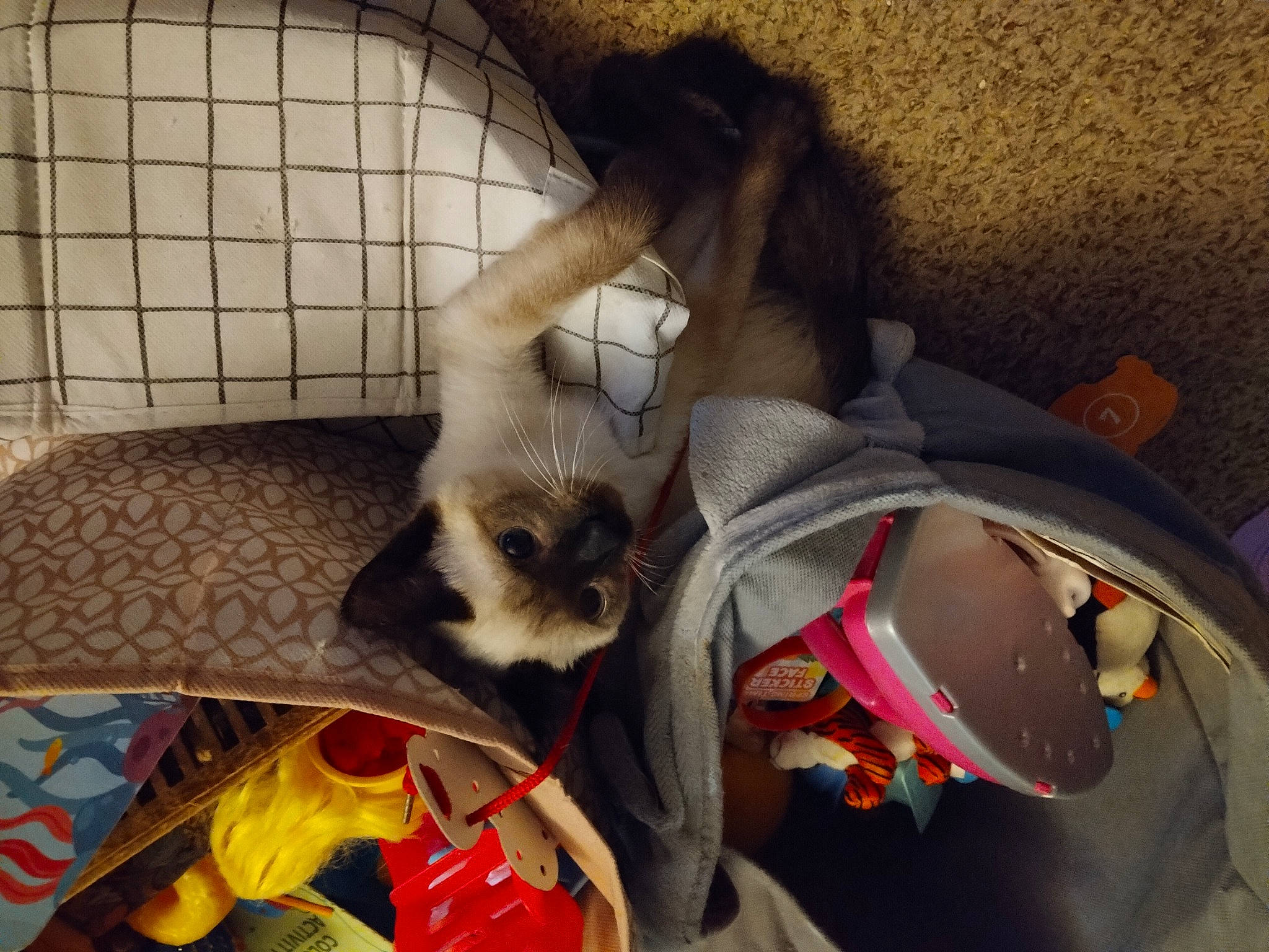 Karma joined the competition — help win amazing prizes! animal_shelter, bag, canidae, carnivore, cat, cat_supply, comfort, companion_dog, dog_breed, dog_supply, fawn, felidae, fur, pet_supply, siamese, small_to_medium_sized_cats, snout, tail, toy_dog, whiskers
