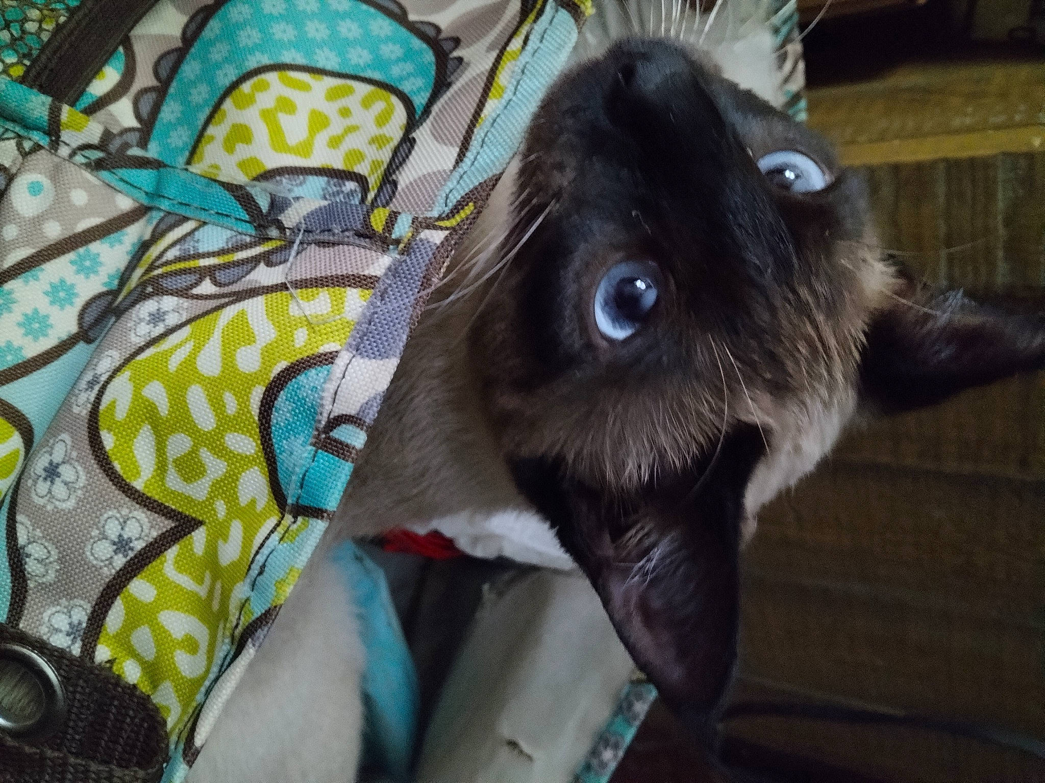 Karma is registered to the contest to win money with this photo: art, dog_breed, domestic_rabbit, ear, feather, felidae, fur, pattern, plush, rabbit, rabbits_and_hares, snout, stuffed_toy, tail, toy, visual_arts, whiskers, wildlife, wing, working_animal