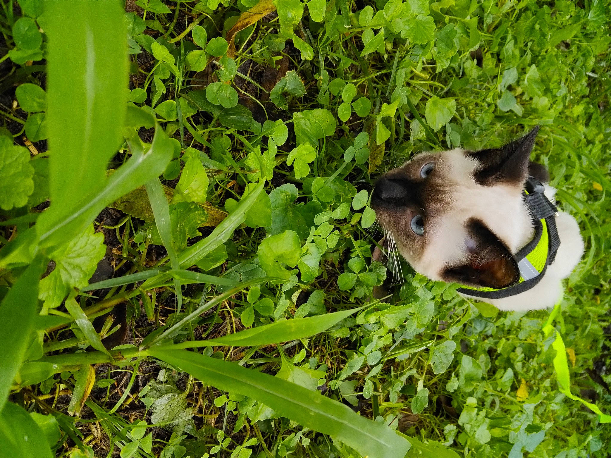 Karma joined the competition — help win amazing prizes! balinese, canidae, carnivore, cat, dog_breed, domestic_short_haired_cat, fawn, felidae, grass, grass_family, groundcover, plant, siamese, small_to_medium_sized_cats, snout, tail, terrestrial_animal, terrestrial_plant, thai, whiskers