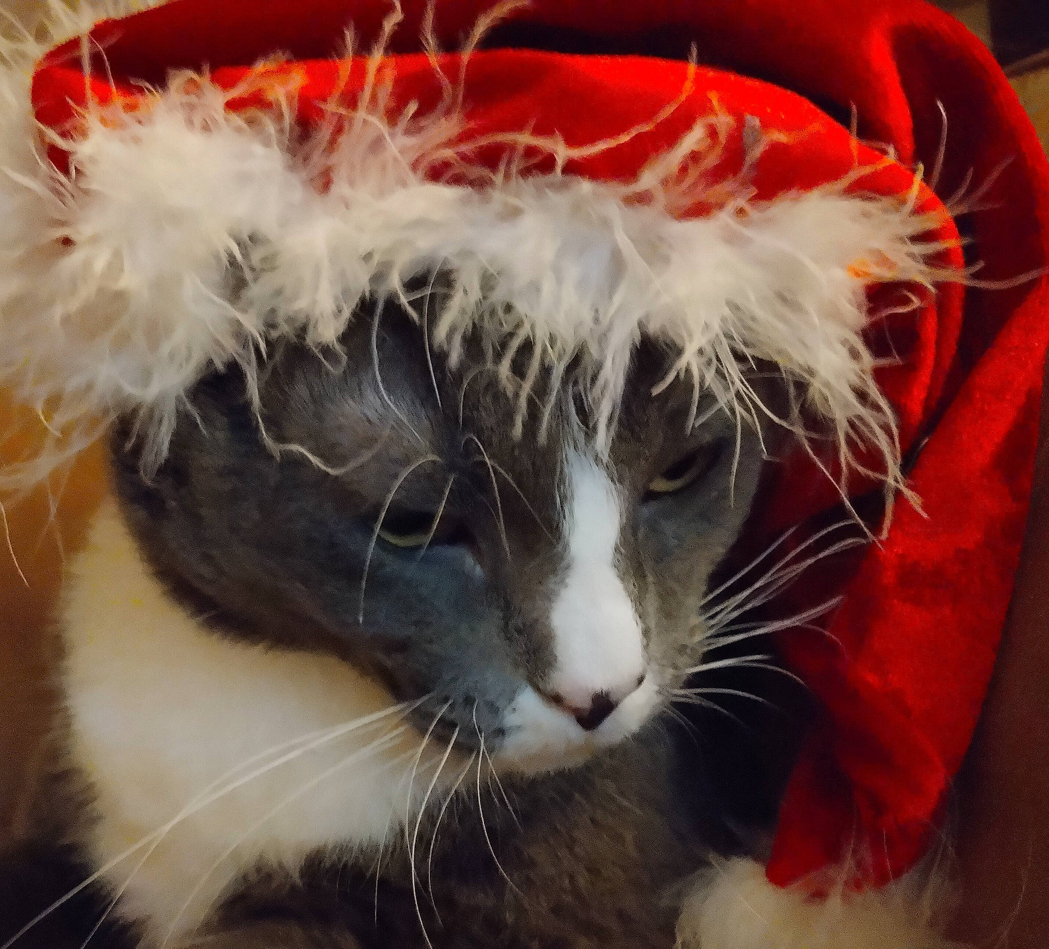 Kiwi is registered to the contest to win money with this photo: carnivore, cat, christmas, christmas_ornament, costume_hat, domestic_short_haired_cat, event, fashion_accessory, fawn, felidae, fur, grass, hat, holiday, paw, small_to_medium_sized_cats, snout, tail, whiskers, window