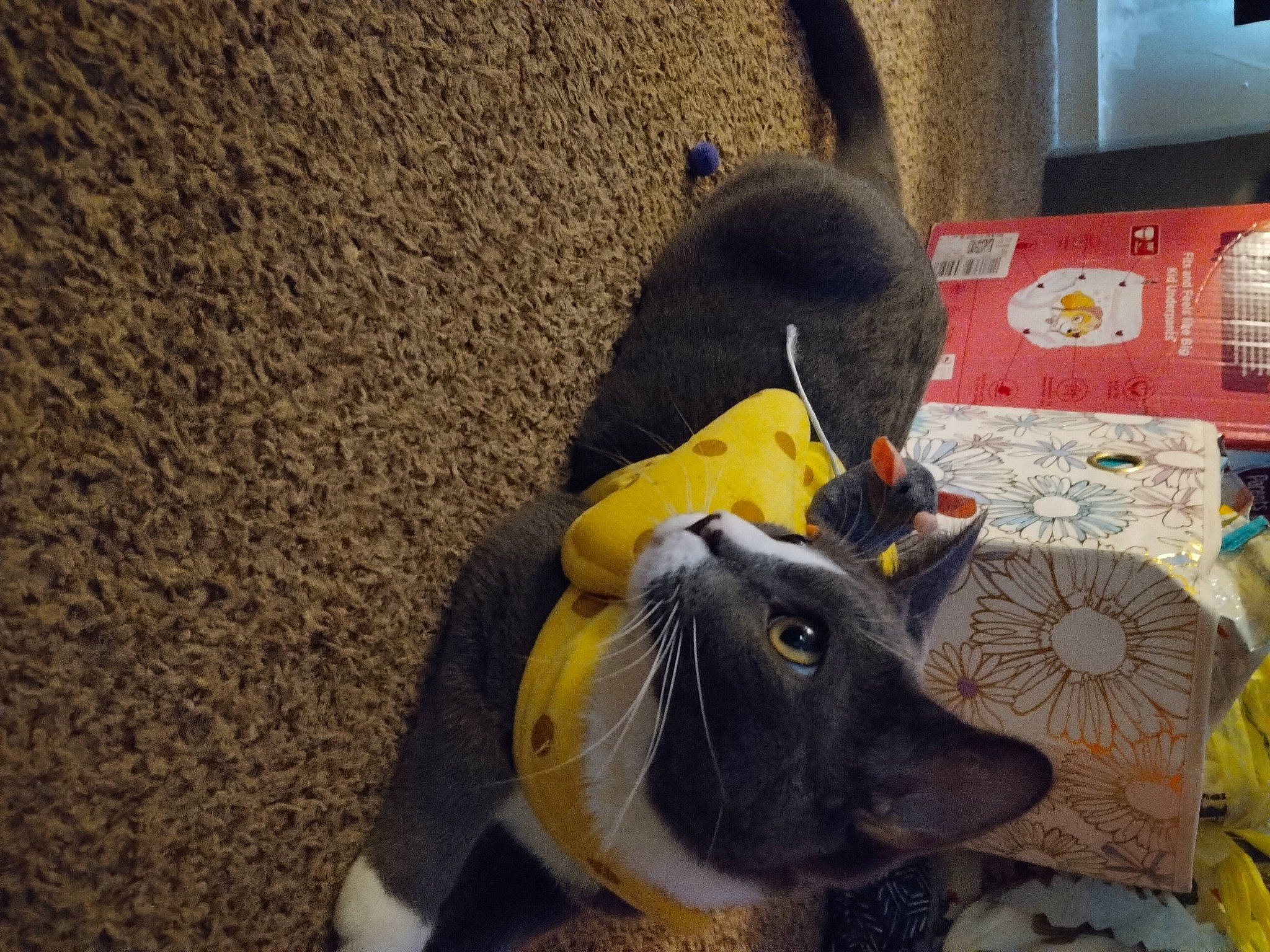 Kiwi joined the competition — help win amazing prizes! black_cat, bovine, box, carnivore, dog_breed, domestic_short_haired_cat, elephant, felidae, fur, non_sporting_group, organism, sand, small_to_medium_sized_cats, soil, stuffed_toy, tail, terrestrial_animal, whiskers, working_animal