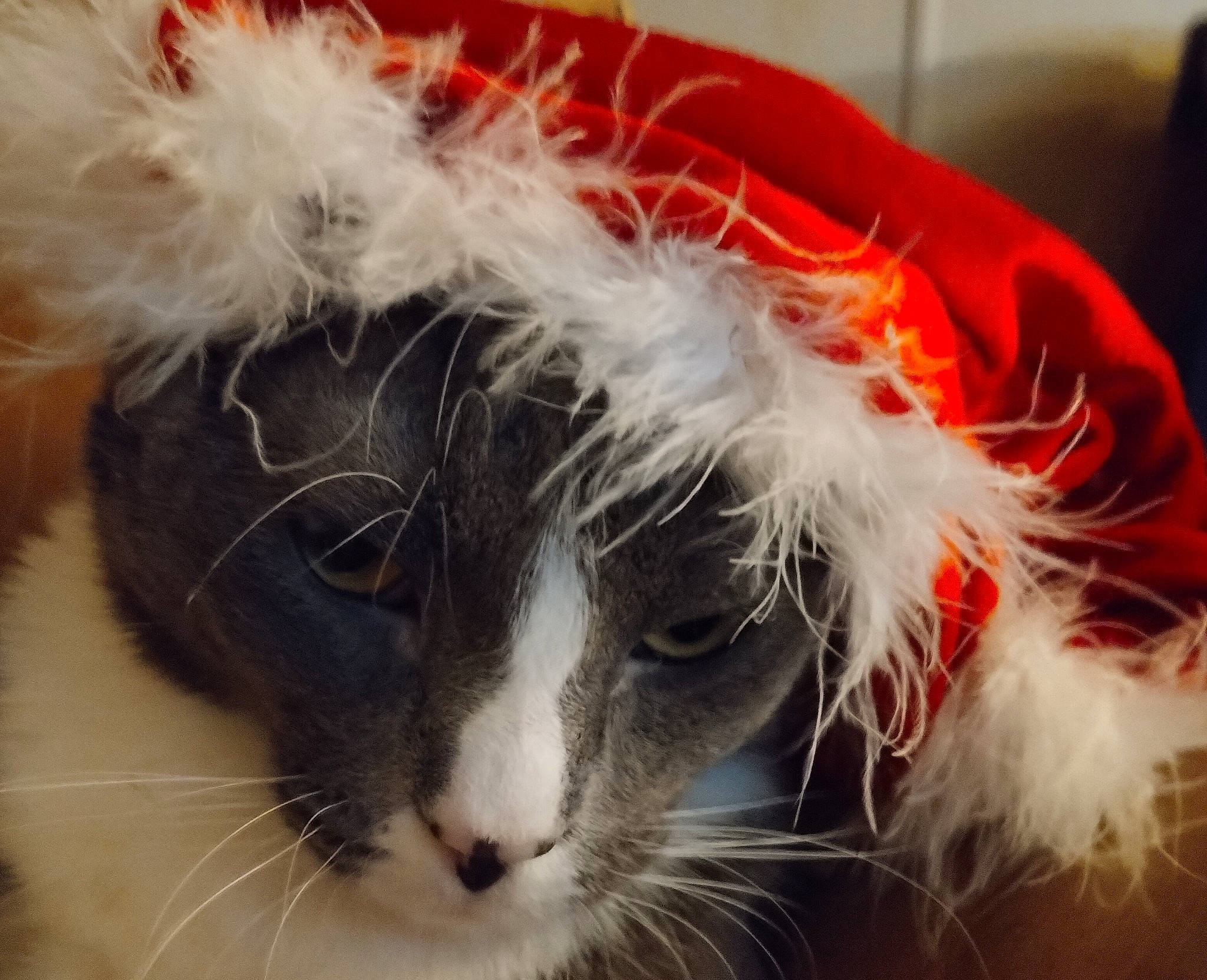 Kiwi joined the competition — help win amazing prizes! carnivore, cat, christmas, claw, costume_hat, domestic_short_haired_cat, event, felidae, fur, holiday, paw, small_to_medium_sized_cats, snout, tail, whiskers, window