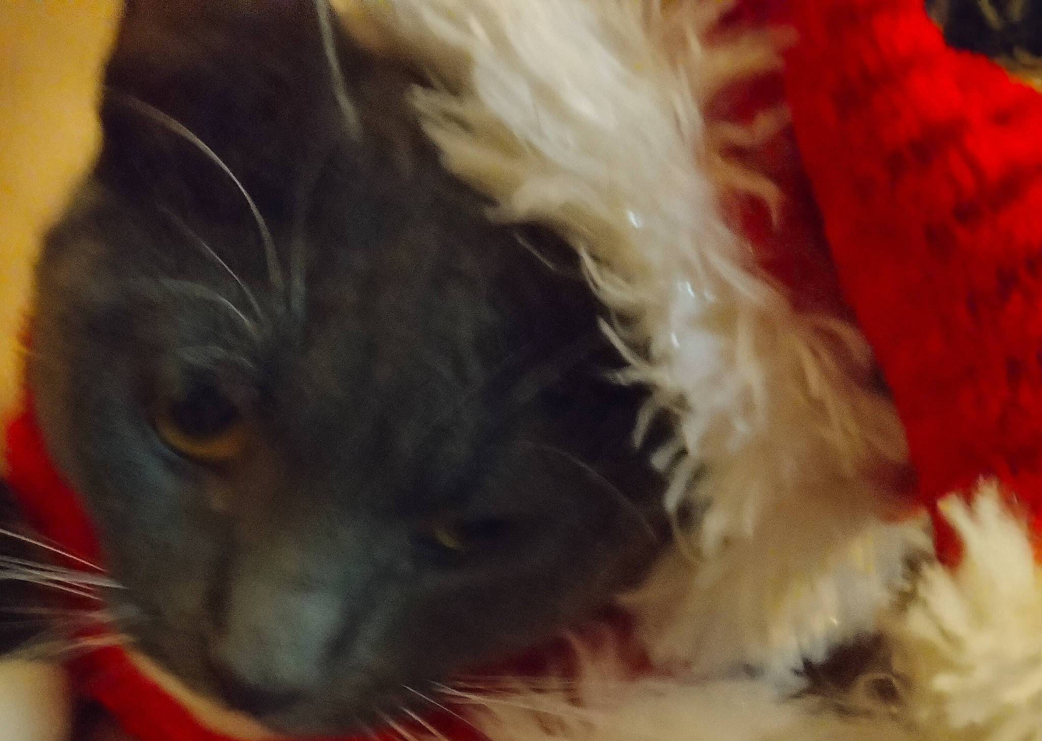 Kai-lou joined the competition — help win amazing prizes! black_cat, carnivore, cat, claw, domestic_short_haired_cat, event, fawn, felidae, fur, paw, small_to_medium_sized_cats, snout, tail, whiskers, window