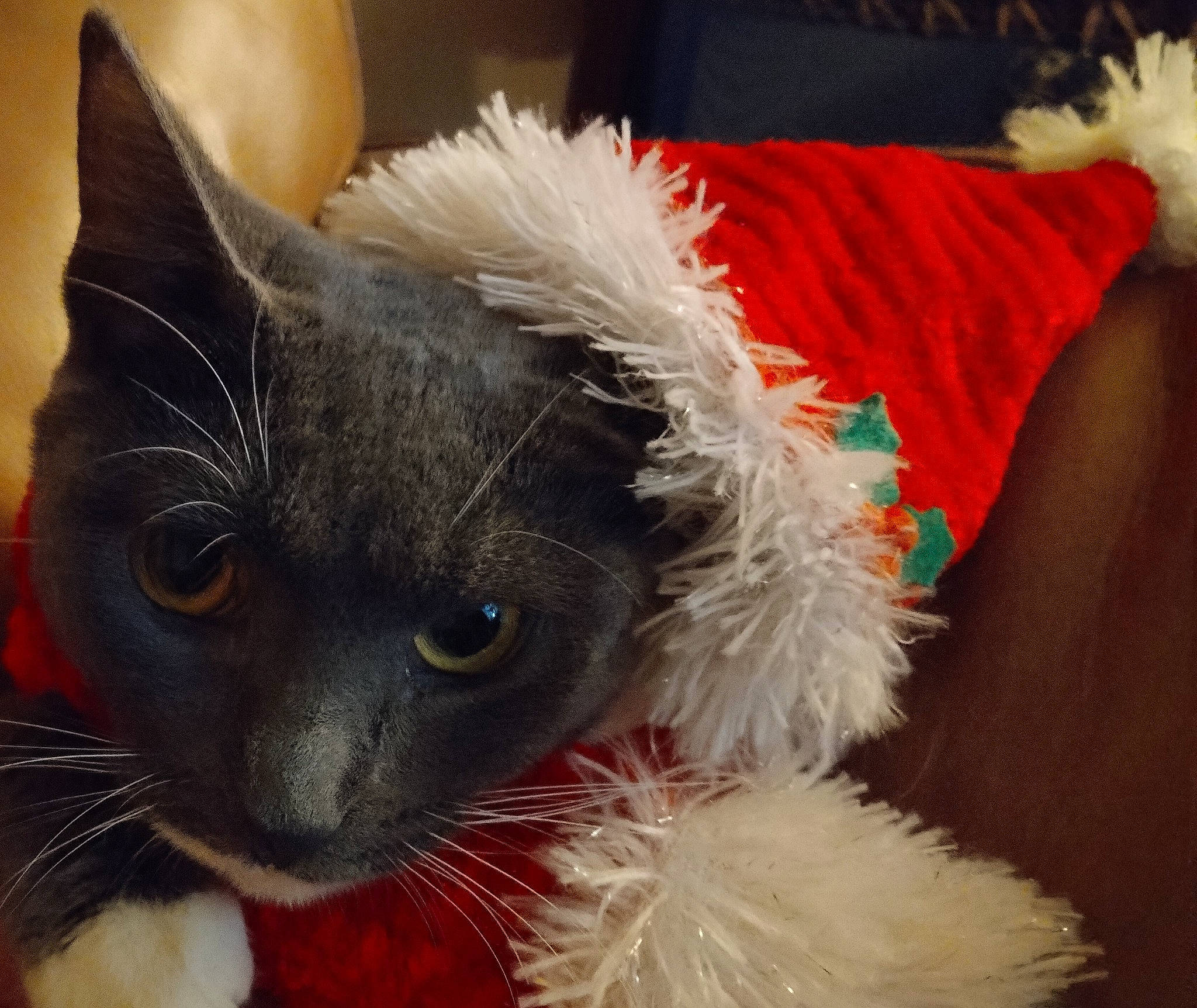 Kai-lou is registered to the contest to win money with this photo: black_cat, carnivore, cat, cat_supply, claw, costume_hat, domestic_short_haired_cat, event, felidae, fur, paw, small_to_medium_sized_cats, snout, tail, whiskers