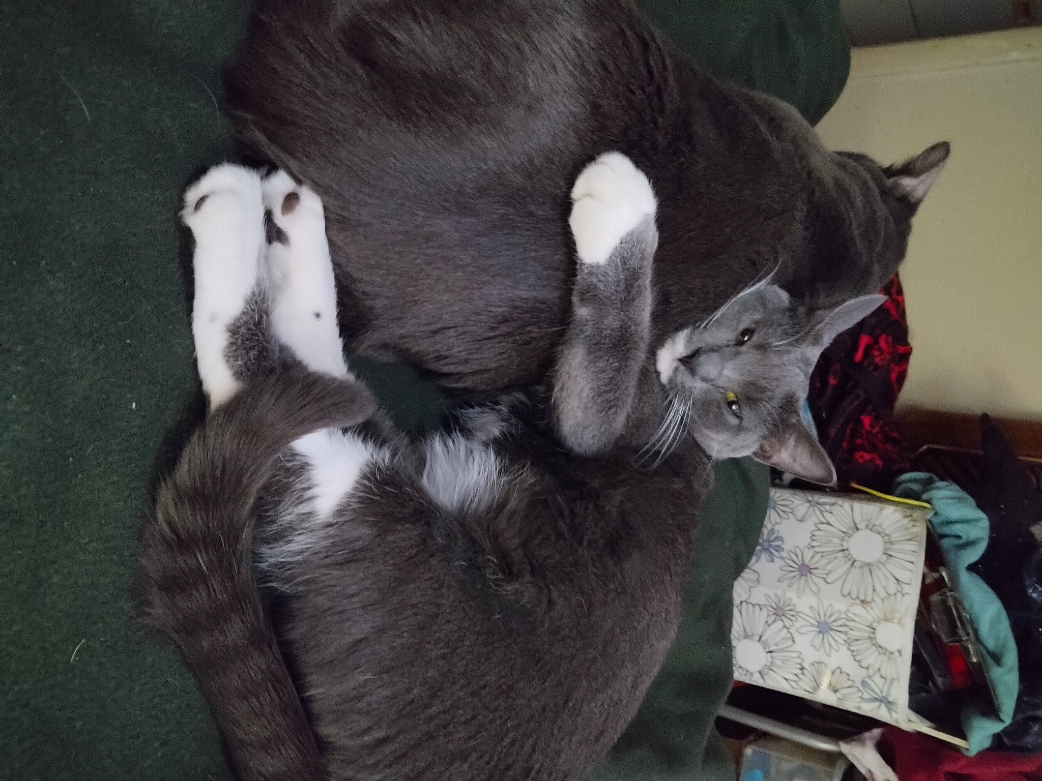 Kai-lou is registered to the contest to win money with this photo: canidae, carmine, carnivore, cat, claw, comfort, dog_breed, domestic_short_haired_cat, ear, fawn, felidae, fur, grey, natural_material, paw, small_to_medium_sized_cats, snout, sporting_group, tail, whiskers