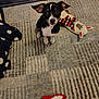 dog, puppy, toy, plush_toy, chew_toy, carpet, rug, pet_bed, ears, looking_up, black_and_white, white_chest, small_dog, indoor, cute, alert, floor, patterned_rug, timestamp, watermark