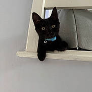 Noel is registered to the contest to win money with this photo: animal, black_cat, blue_collar, collar_bell, curious, cute, domestic_cat, ears, eyes, feline, gray_background, house, indoor, kitten, peeking, pet, playful, whiskers, wooden_shelf, young_cat
