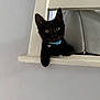 animal, black_cat, blue_collar, collar_bell, curious, cute, domestic_cat, ears, eyes, feline, gray_background, house, indoor, kitten, peeking, pet, playful, whiskers, wooden_shelf, young_cat