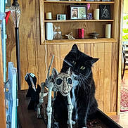 Riki is registered to the contest to win money with this photo: cat, black_cat, white_fur, skeletal_figurine, wooden_surface, wood_paneling, shelf, candles, photograph, figurine, curious, indoor, decor, knick_knacks, lamp, table, chair, cat_face, whiskers, playful