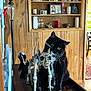 cat, black_cat, white_fur, skeletal_figurine, wooden_surface, wood_paneling, shelf, candles, photograph, figurine, curious, indoor, decor, knick_knacks, lamp, table, chair, cat_face, whiskers, playful