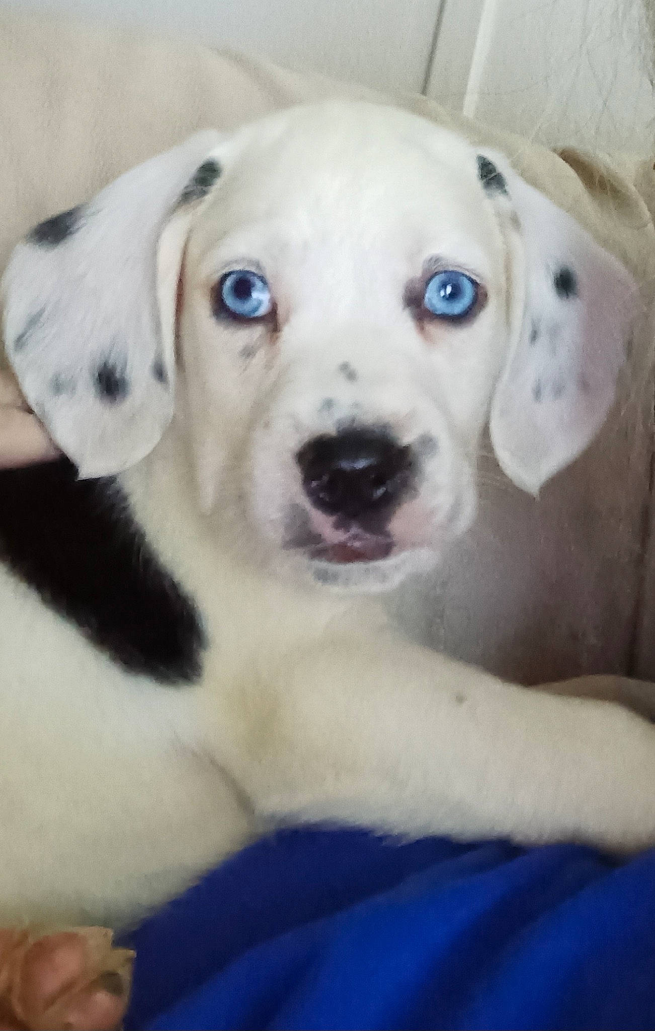 Bluey joined the competition — help win amazing prizes! blue, canidae, carnivore, collar, companion_dog, dog, dog_breed, dog_collar, ear, eye, fawn, fur, head, hunting_dog, labrador_retriever, non_sporting_group, puppy, sporting_group, whiskers, working_animal