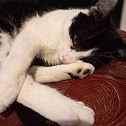 Simba a rejoint le concours — aidez-le/la à gagner de superbes lots ! animal, black_and_white, brown, cat, close_up, cozy, cute, domestic_cat, feline, fur, indoor, lying_down, paw, pet, relaxed, resting, sleepy, soft, texture, whiskers