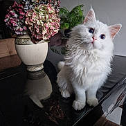 Moon a rejoint le concours — aidez-le/la à gagner de superbes lots ! cat, white_cat, blue_eyes, fluffy, vase, hydrangeas, flowers, table, reflection, indoor, plant, curious, sitting, furniture, decor, close_up, pet, domestic_animal, soft_lighting, cozy