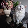 cat, white_cat, blue_eyes, fluffy, vase, hydrangeas, flowers, table, reflection, indoor, plant, curious, sitting, furniture, decor, close_up, pet, domestic_animal, soft_lighting, cozy