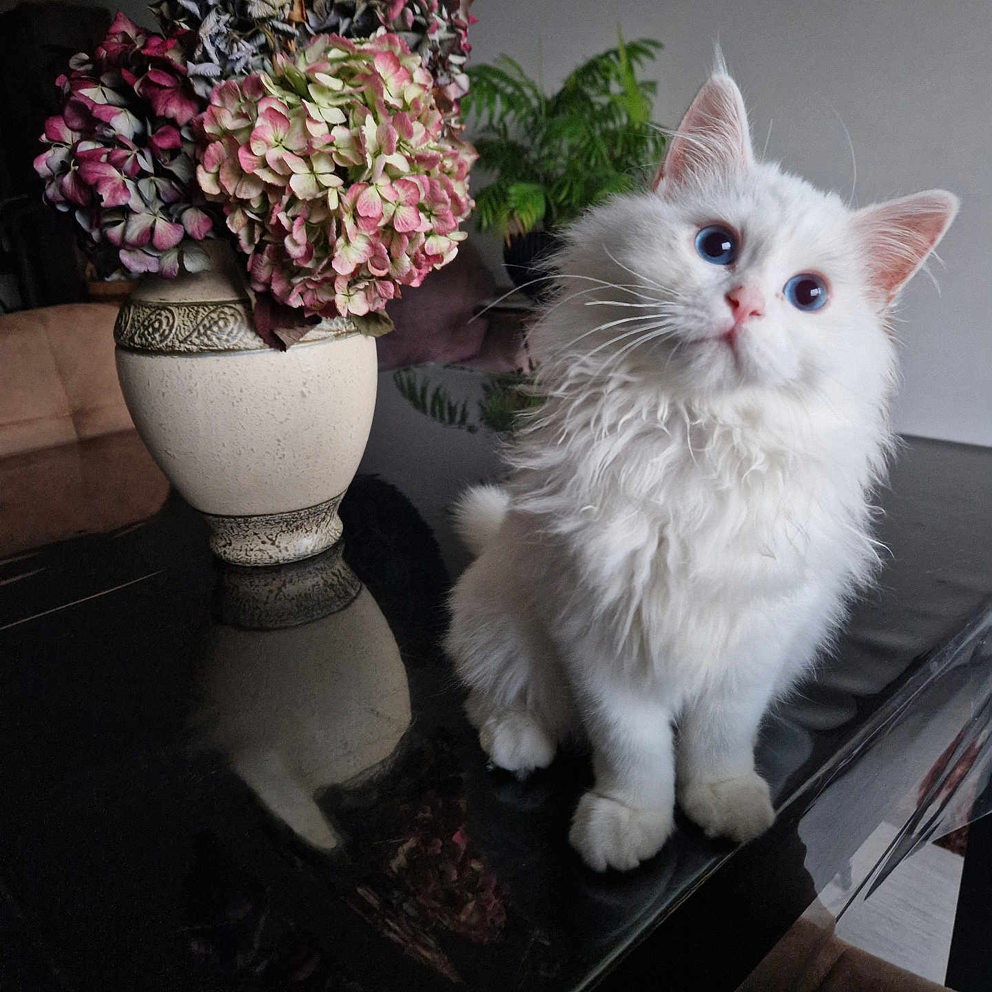 Moon a rejoint le concours — aidez-le/la à gagner de superbes lots ! cat, white_cat, blue_eyes, fluffy, vase, hydrangeas, flowers, table, reflection, indoor, plant, curious, sitting, furniture, decor, close_up, pet, domestic_animal, soft_lighting, cozy