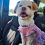dog, small_dog, pet, pink_dress, clothing, car_interior, car_seat, sunlight, happy, cute, fur, mouth_open, ears, window, daylight, animal, companion, portrait, sitting, travel