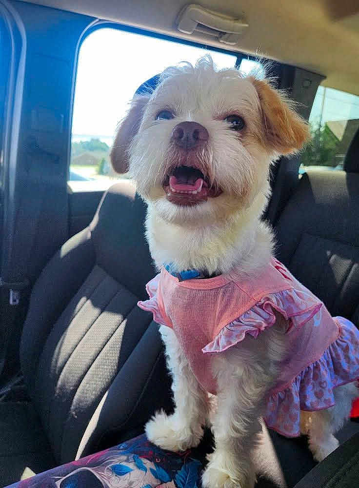 Goldie joined the competition — help win amazing prizes! dog, small_dog, pet, pink_dress, clothing, car_interior, car_seat, sunlight, happy, cute, fur, mouth_open, ears, window, daylight, animal, companion, portrait, sitting, travel