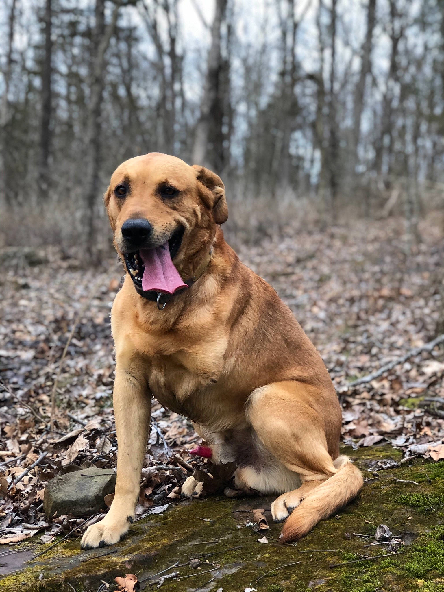 Java joined the competition — help win amazing prizes! alano_espanol, boerboel, broholmer, canidae, carnivore, companion_dog, dog, dog_breed, english_mastiff, fawn, fila_brasileiro, guard_dog, mammal, perro_de_presa_mallorquin, rare_breed_dog, sporting_group, tosa, vertebrate