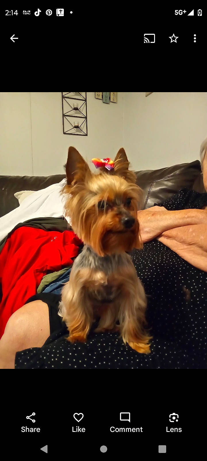 Zoey is registered to the contest to win money with this photo: biewer_terrier, canidae, carnivore, companion_dog, dog, dog_breed, dog_clothes, dog_supply, event, fashion_accessory, fawn, fur, liver, small_terrier, snout, sporting_group, terrier, toy_dog, working_animal, yorkshire_terrier