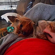 Zoey is registered to the contest to win money with this photo: canidae, carnivore, comfort, companion_dog, dog, dog_breed, ear, fawn, felidae, fur, human_leg, lap, liver, mammal, snout, sporting_group, toy_dog, vertebrate, whiskers, working_animal