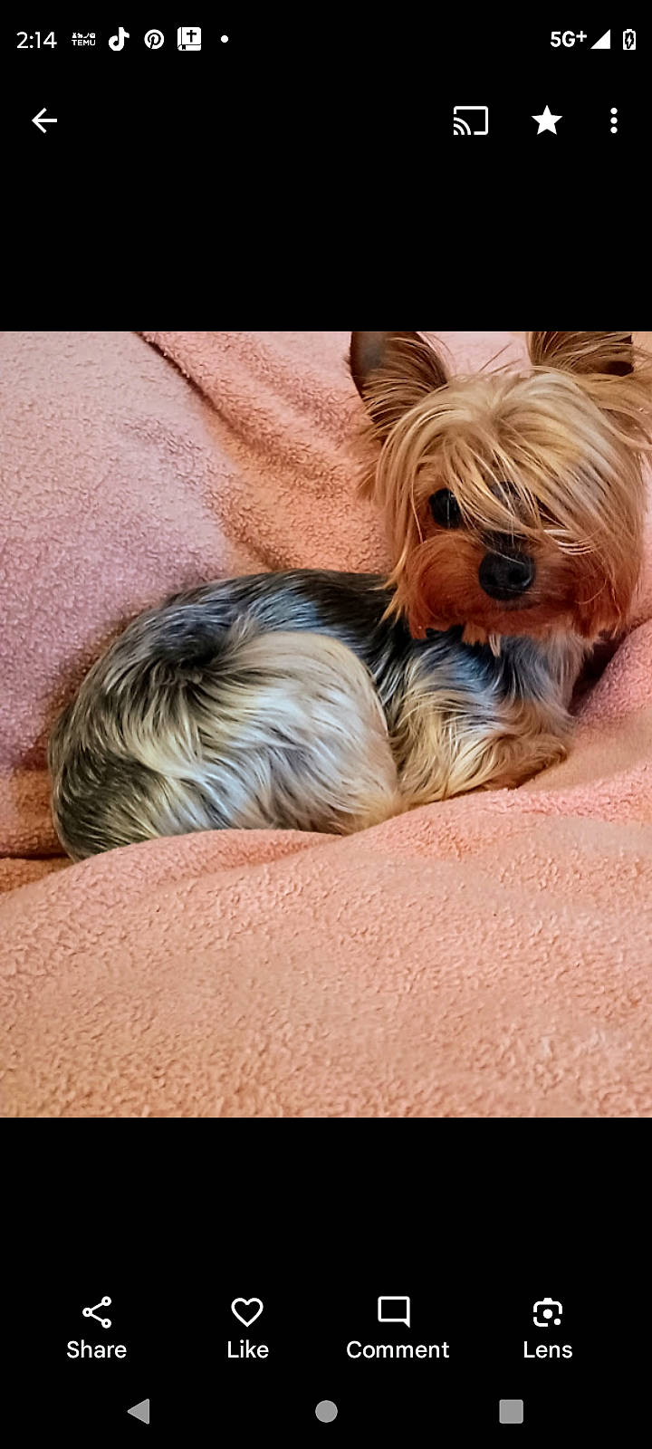 Zoey joined the competition — help win amazing prizes! canidae, carnivore, comfort, companion_dog, dog, dog_breed, dog_supply, fawn, fur, liver, nap, pet_supply, small_terrier, snout, sporting_group, terrestrial_animal, terrier, toy_dog, wood, working_animal