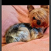 Zoey Grace joined the competition — help win amazing prizes! dog, yorkshire_terrier, pet, pink_blanket, cozy, fur, small_dog, portrait, indoor, resting, long_hair, hair_over_eyes, ears, black_nose, blanket_texture, smartphone_screenshot, app_ui, status_bar, navigation_bar, cute