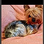 app_ui, black_nose, blanket_texture, cozy, cute, dog, ears, fur, hair_over_eyes, indoor, long_hair, navigation_bar, pet, pink_blanket, portrait, resting, small_dog, smartphone_screenshot, status_bar, yorkshire_terrier