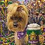 Zoey Grace is registered to the contest to win money with this photo: dog, puppy, small_dog, pet, canine, yorkie_style, bow, bandana, mardi_gras, beads, parade, festive, colorful, beer_can, dog_beer, closeup, portrait, crowd, blurred_background, celebration