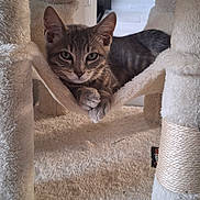 Dodge a rejoint le concours — aidez-le/la à gagner de superbes lots ! cat, kitten, tabby, cat_hammock, cat_tree, plush, indoor, pet, animal, feline, relaxed, curious, cozy, soft_texture, resting, young_cat, paws, ears, whiskers, home