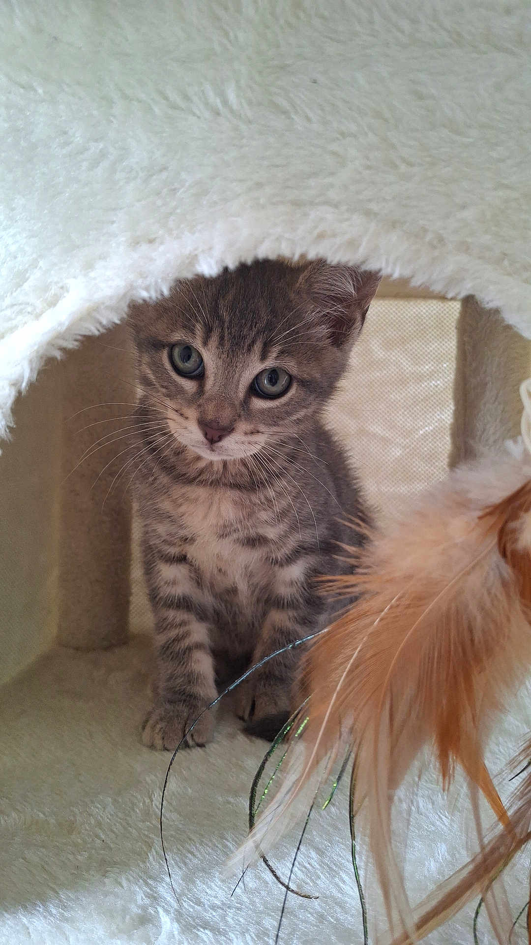 Dodge participe au concours pour gagner de l'argent avec cette photo : kitten, cat, tabby, fur, whiskers, eyes, toy, feathers, play, pet, animal, cute, indoor, feline, cozy, soft, cage, cat_condo, curious, small