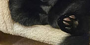 Willow joined the competition — help win amazing prizes! animal, blackcat, blanket, cat, couch, electronics, furniture, kitten, manx, person, pet, quilt, sleeping, towel