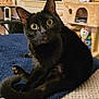 Willow joined the competition — help win amazing prizes! animal, architecture, blackcat, building, cat, computerhardware, couch, electronics, entertainmentcenter, furniture, hardware, indoors, livingroom, monitor, pet, room, screen, shelf, tv, wood