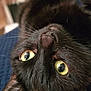 abyssinian, animal, blackcat, cat, kitten, manx, pet