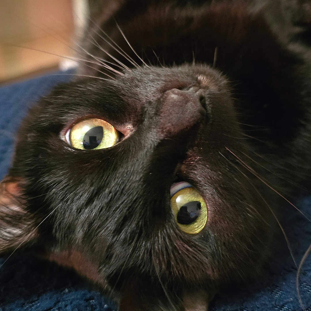 Willow