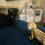 Willow is registered to the contest to win money with this photo: black_cat, bearded_dragon, reptile, pet, indoor, blanket, cozy, curious, animal_interaction, living_room, furniture, television, soft_focus, domestic, companion_animals, spiky, texture, close_up, relaxed, home