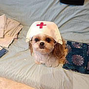 N'Jie a rejoint le concours — aidez-le/la à gagner de superbes lots ! dog, pet, small_dog, puppy, nurse_cap, mask, bed, blanket, fabric_pattern, fur, cute, eyes, indoor, sitting, looking_up, costume, accessory, muzzle, tabletop, home