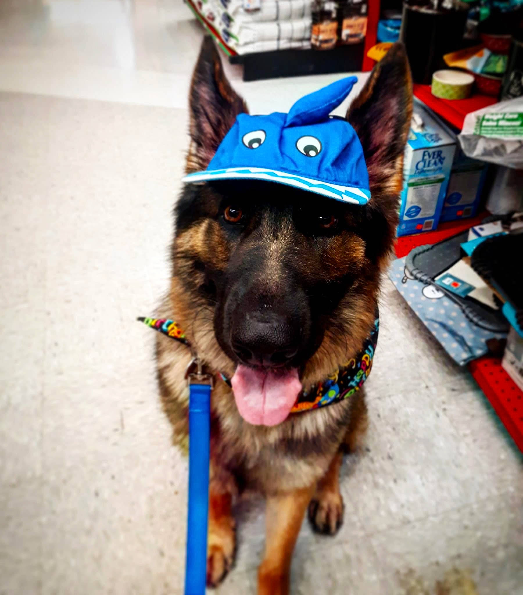 Blitz is registered to the contest to win money with this photo: canidae, carnivore, dog, dog_breed, ear, fashion_accessory, german_shepherd_dog, hat, headgear, party_hat, puppy, snout, working_dog