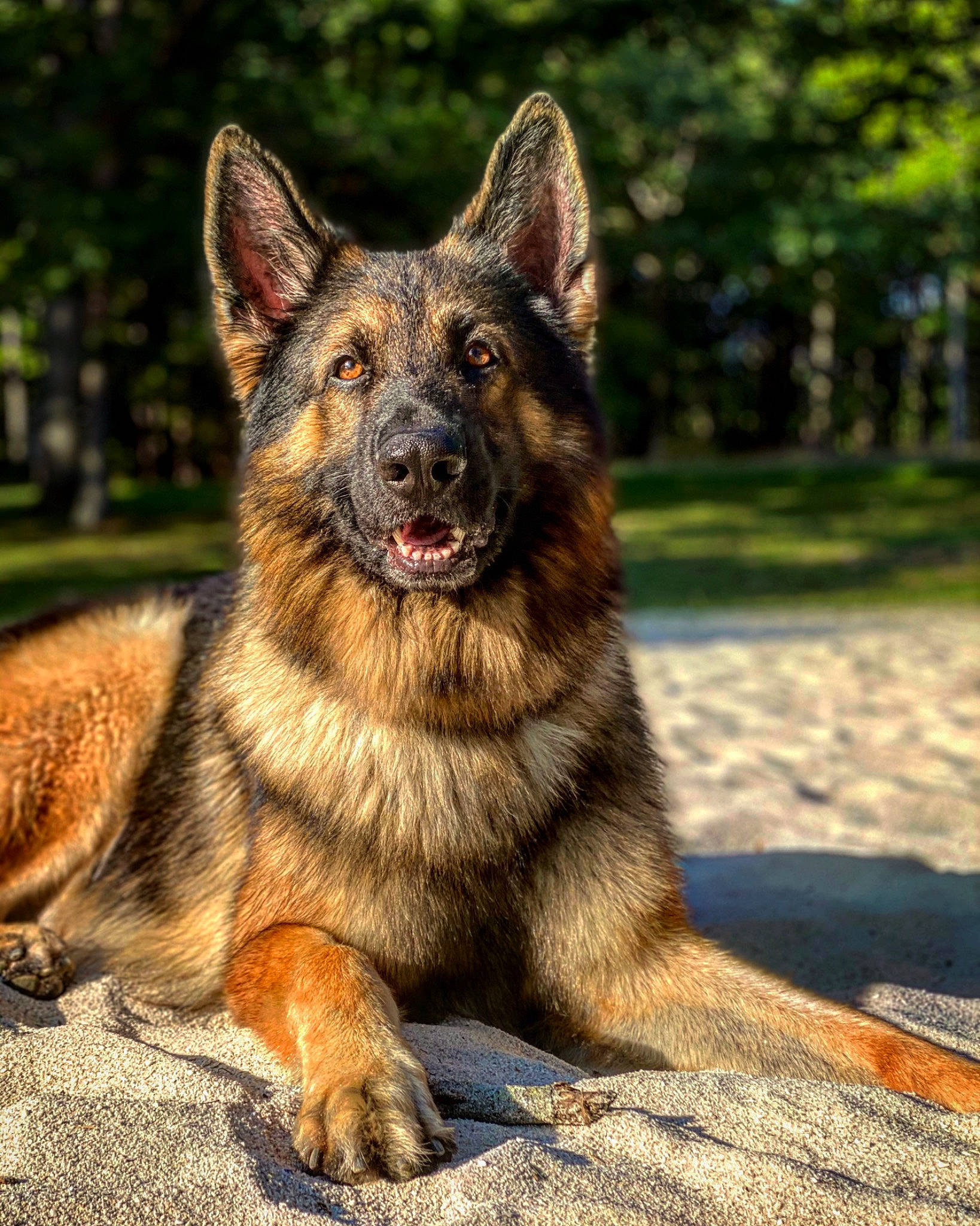 Blitz joined the competition — help win amazing prizes! bohemian_shepherd, canidae, carnivore, companion_dog, dog, dog_breed, east_european_shepherd, german_shepherd_dog, king_shepherd, kunming_wolfdog, mammal, native_american_indian_dog, old_german_shepherd_dog, rare_breed_dog, shiloh_shepherd_dog, snout, tervuren, vertebrate, wildlife, working_dog