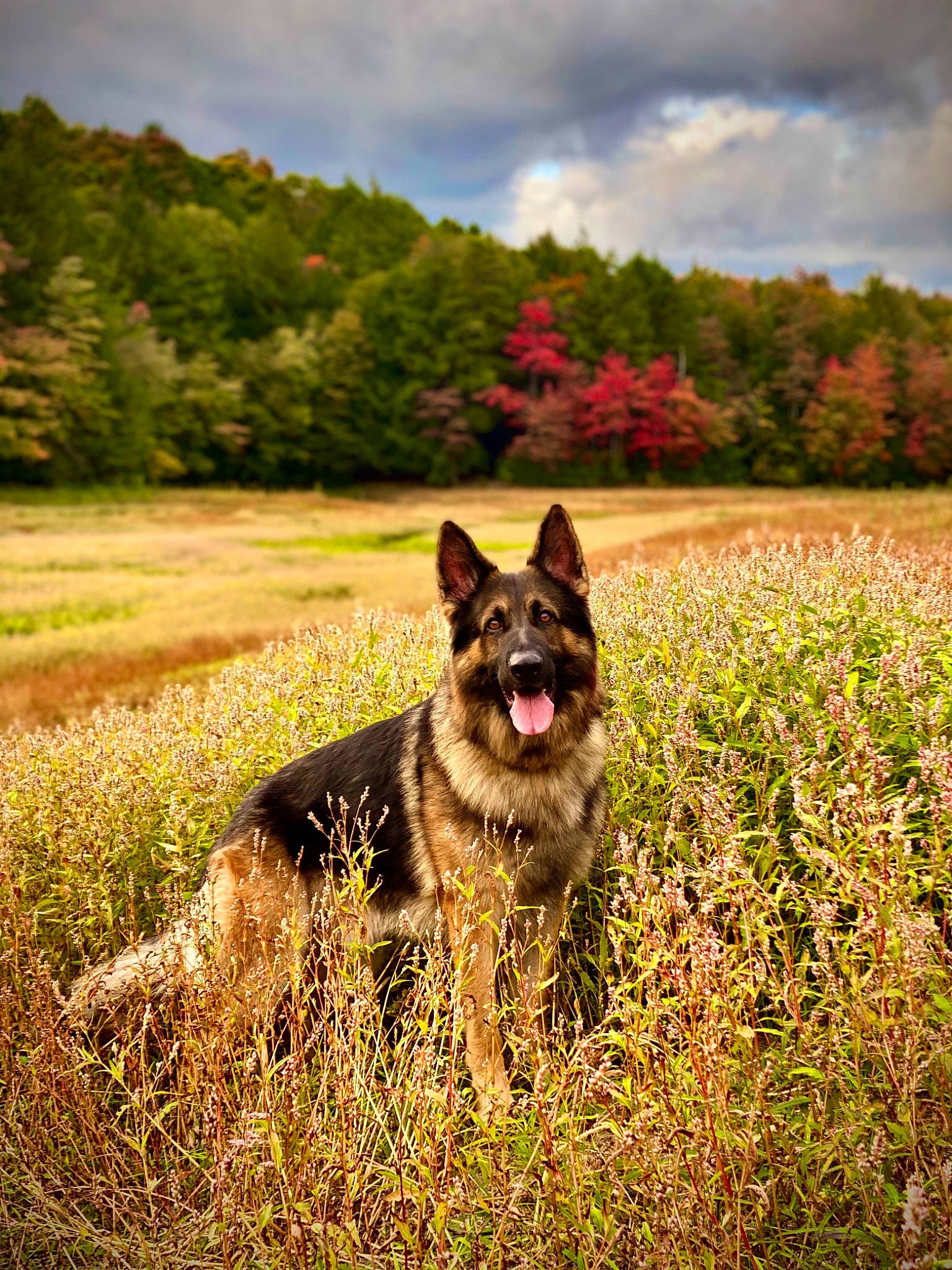 Blitz is registered to the contest to win money with this photo: canidae, carnivore, czechoslovakian_wolfdog, dog, dog_breed, east_european_shepherd, german_shepherd_dog, grass, herding_dog, king_shepherd, kunming_wolfdog, mammal, norwegian_elkhound, old_german_shepherd_dog, plant, saarloos_wolfdog, shiloh_shepherd_dog, vertebrate, wildlife, wolfdog