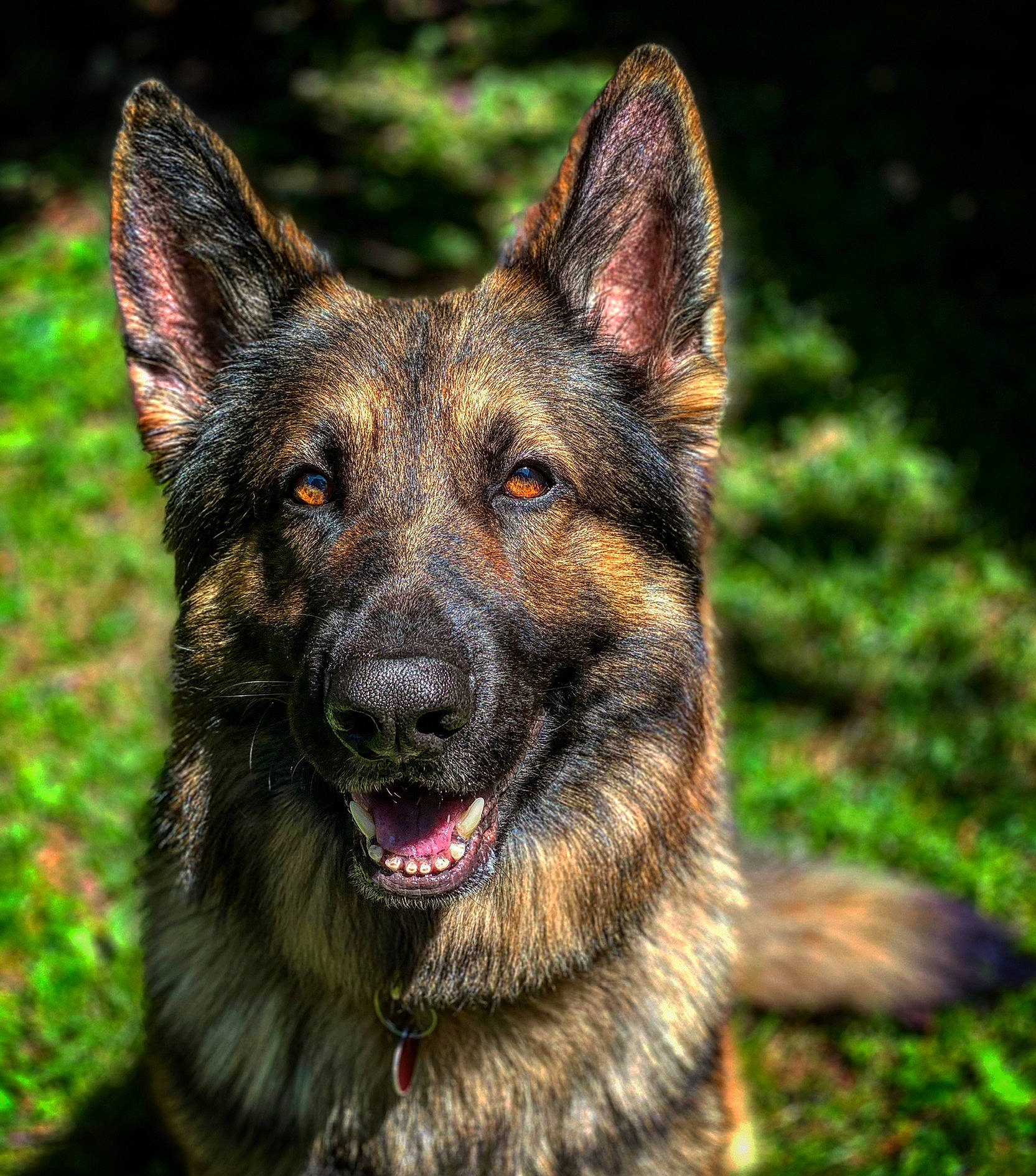 Blitz is registered to the contest to win money with this photo: bohemian_shepherd, canidae, carnivore, dog, dog_breed, east_european_shepherd, fawn, german_shepherd_dog, king_shepherd, kunming_wolfdog, mammal, old_german_shepherd_dog, rare_breed_dog, shiloh_shepherd_dog, snout, vertebrate, wildlife, working_dog