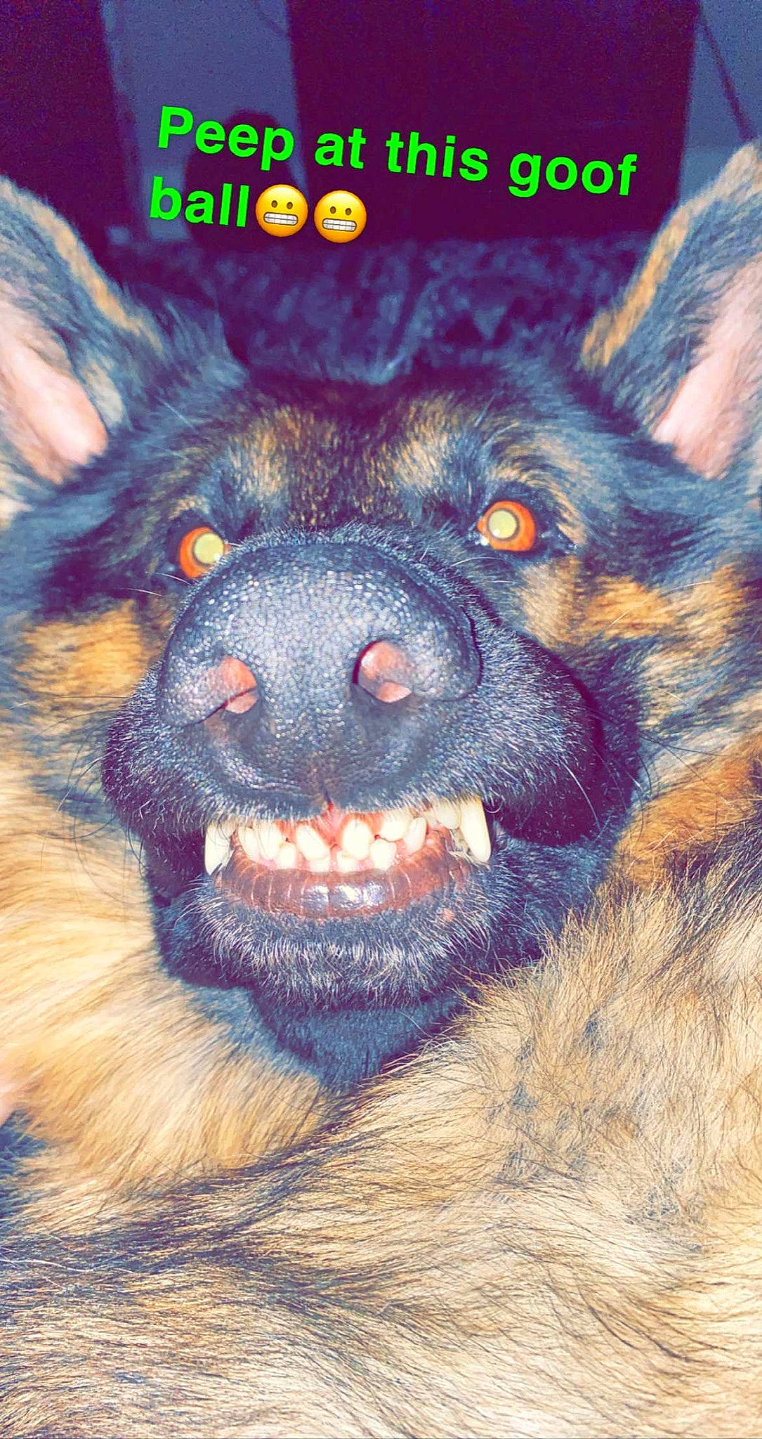 Blitz joined the competition — help win amazing prizes! bohemian_shepherd, canidae, carnivore, dog, dog_breed, east_european_shepherd, german_shepherd_dog, king_shepherd, kunming_wolfdog, mammal, rare_breed_dog, snout, vertebrate