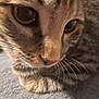 cat, tabby, close_up, whiskers, eyes, fur, pet, animal, texture, resting, curious, face, muzzle, soft_focus, indoor, feline, cute, young, closeup, portrait