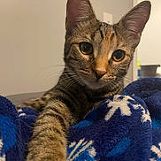 Bella joined the competition — help win amazing prizes! cat, kitten, tabby, paw, close_up, indoor, blanket, blue, snowflake_pattern, fur, whiskers, eyes, curious, pet, animal, cozy, resting, soft_lighting, portrait, young_cat