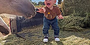 Hank joined the competition — help win amazing prizes! child, toddler, horse, animal, hay, farm, outdoor, sky, clouds, sunlight, joyful, reaching, grass, nature, blue_sky, smiling, clothing, jeans, shoes, playful