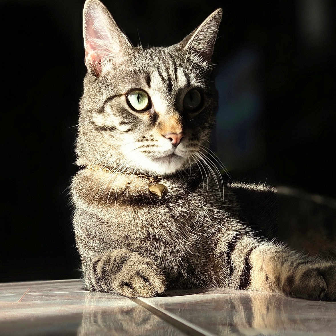 Lucy is registered to the contest to win money with this photo: animal, cat, closeup, collar, domestic_cat, feline, fur, green_eyes, indoor, pet, portrait, quiet, reflection, relaxed, resting, shadow, sunlight, tabby, tiled_floor, whiskers