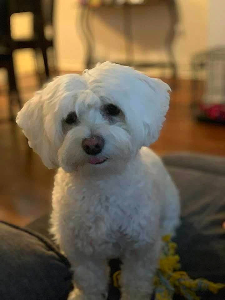 Stella joined the competition — help win amazing prizes! bichon, canidae, carnivore, companion_dog, dog, dog_breed, fur, labradoodle, maltepoo, non_sporting_group, poodle, poodle_crossbreed, puppy, small_terrier, sporting_group, terrier, toy_dog, water_dog