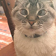 Chloe is registered to the contest to win money with this photo: cat, close_up, indoor, blue_eyes, fur, whiskers, collar, curious, pet, animal, feline, wooden_furniture, rug, domestic, portrait, face, sitting, nose, ears