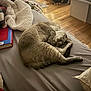 Chloe joined the competition — help win amazing prizes! cat, bed, blanket, book, cozy, indoor, feline, sleeping, resting, fur, paw, wooden_floor, pillow, home, relaxation, cute, pet, animal, domestic, soft