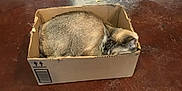 Chloe is registered to the contest to win money with this photo: cat, cardboard_box, sleeping, cozy, feline, indoor, floor, brown, pet, animal, resting, cute, small_space, domestic, fur, whiskers, ears, relaxing, home, quiet